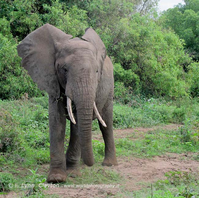 Elephant getting rather close!